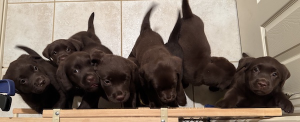 puppies all in a row ... 7 weeks old